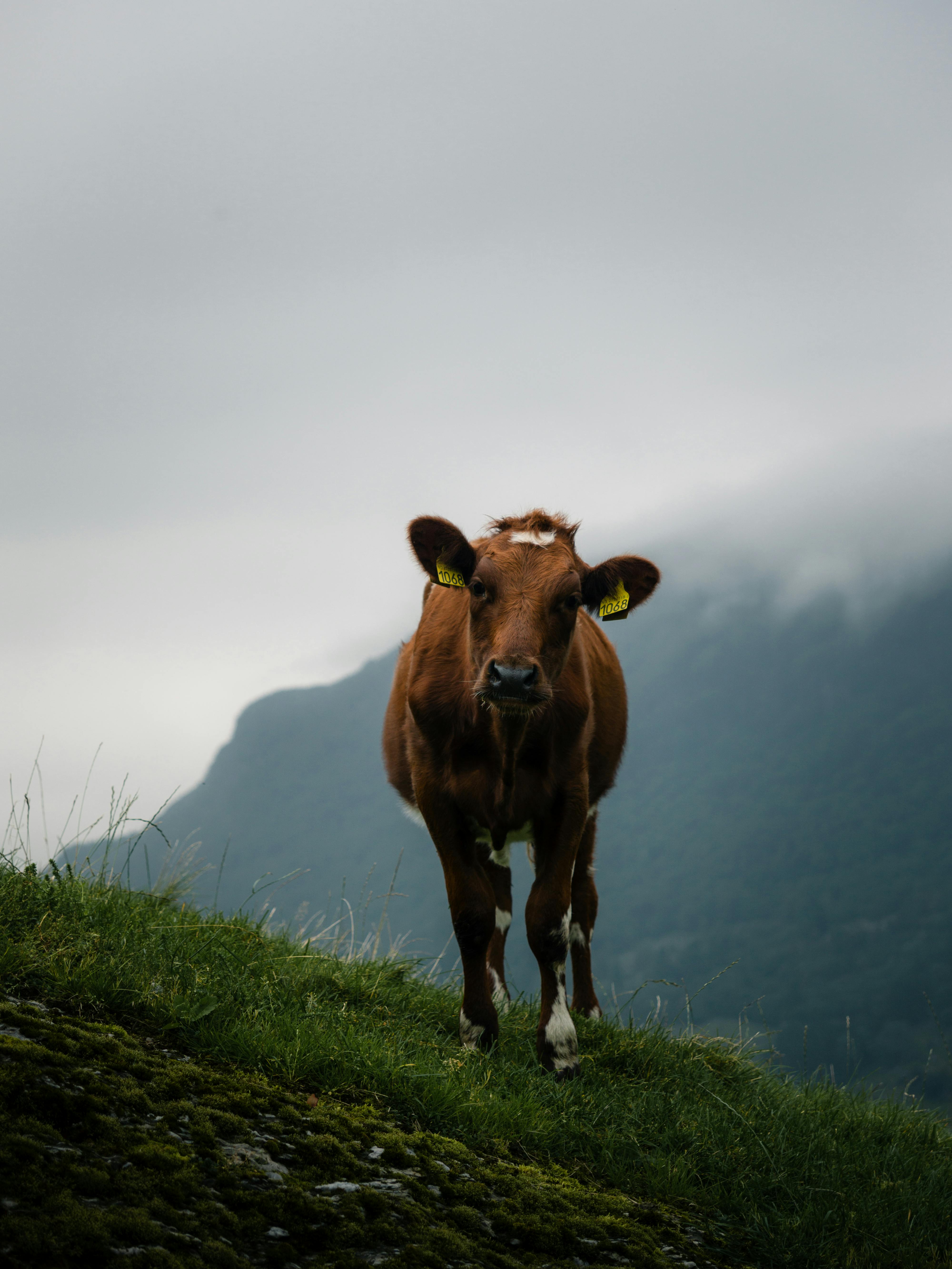 Ku på tåkete åsside i Sandeid, Rogaland